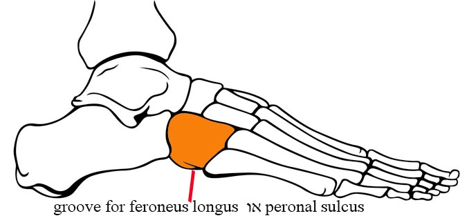peronal sulcus או groove for feroneus longus